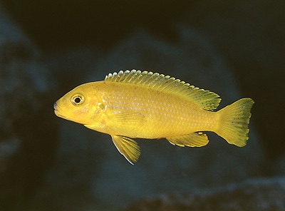 Pseudotropheus sp. 'ndumbi gold' Ndumbi Rocks